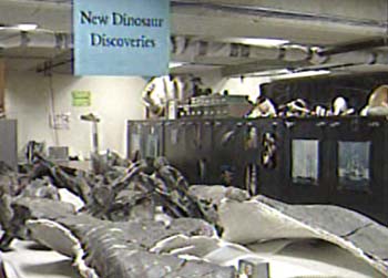 Museum of Natural History Opens Basement to Public