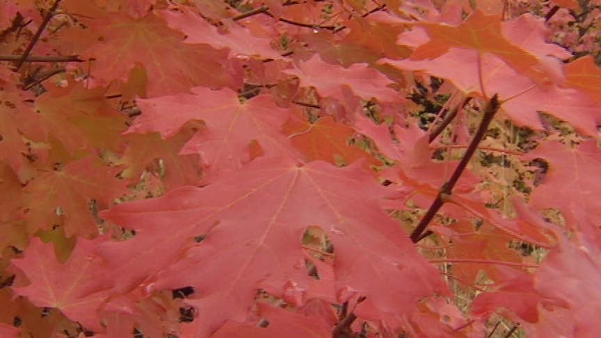 Fall is Officially Here