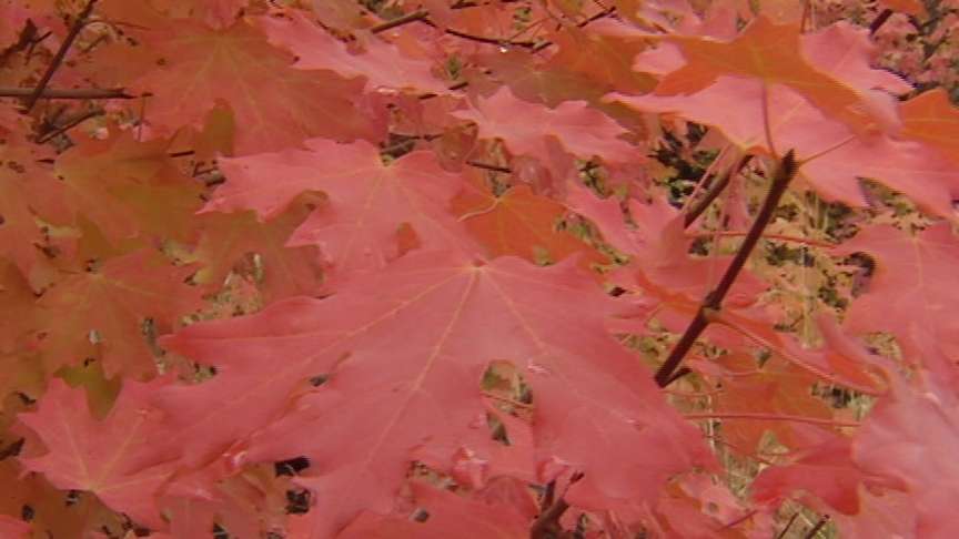 Signs All Point to Fact that Fall Is Here