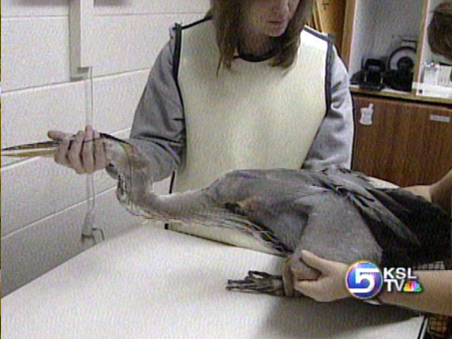Injured Great Blue Heron Found By Draper Kids