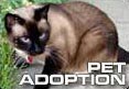 Katrina Cats Looking for Homes in Utah