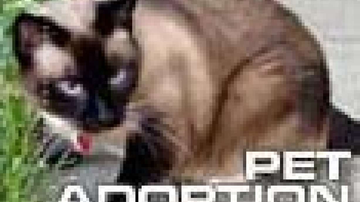 Katrina Cats Looking for Homes in Utah