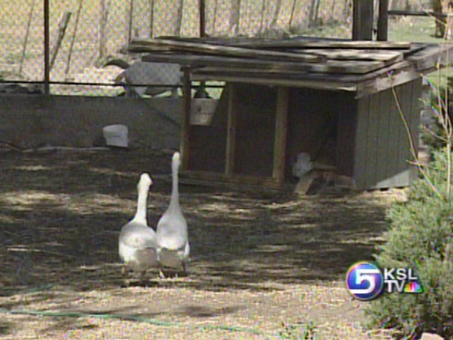 Menagerie of Animals Creating Problems in Magna