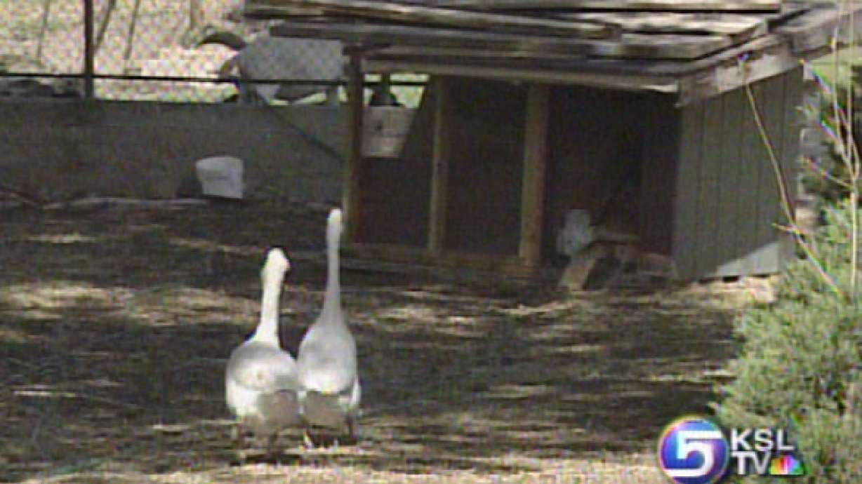 Menagerie of Animals Creating Problems in Magna