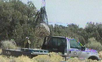 Dino Discoveries Thrilling Paleontologists