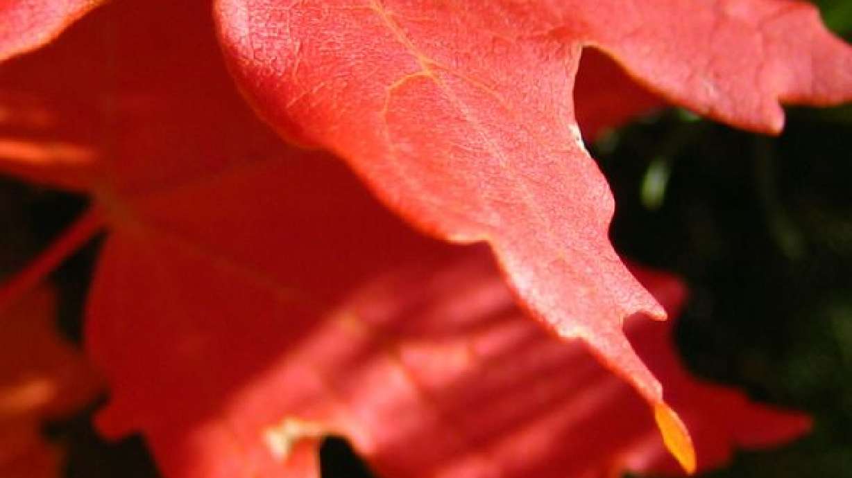 Fall in Utah 2005 Photo Gallery Part I