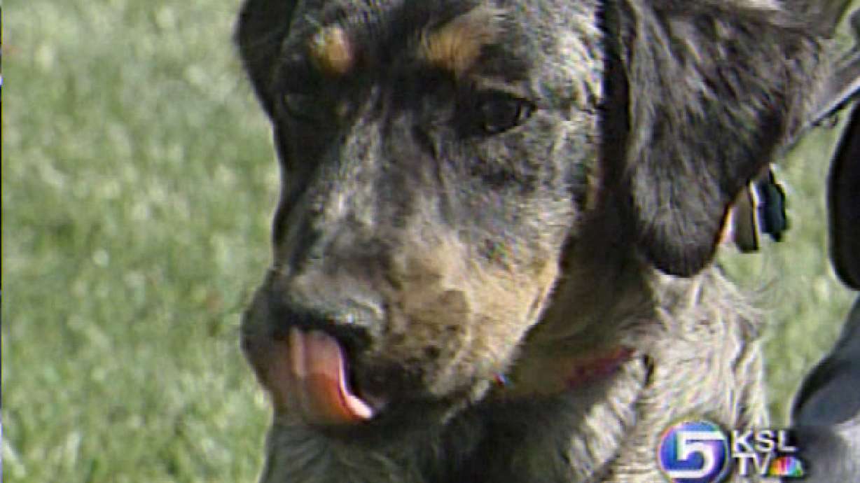 Blind Dog Needs Seeing-Eye-Person