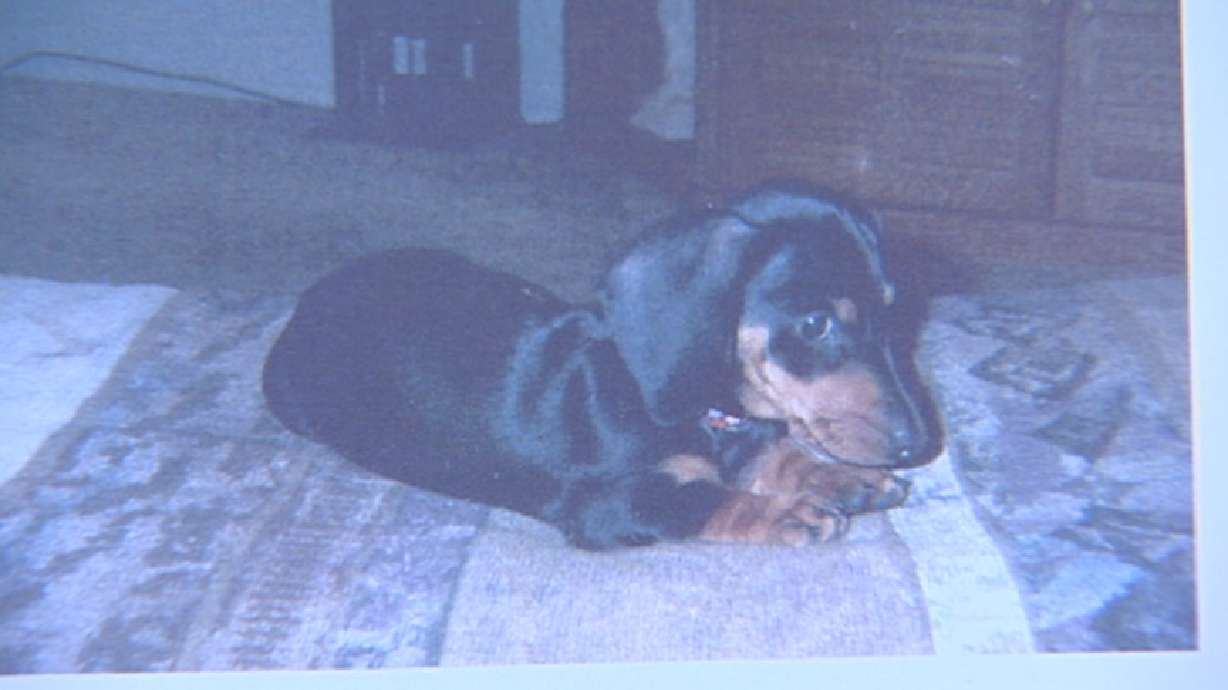 Brazen Dog Theft Shocks Owner