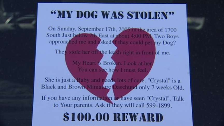 Brazen Dog Theft Shocks Owner