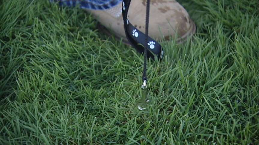 Brazen Dog Theft Shocks Owner