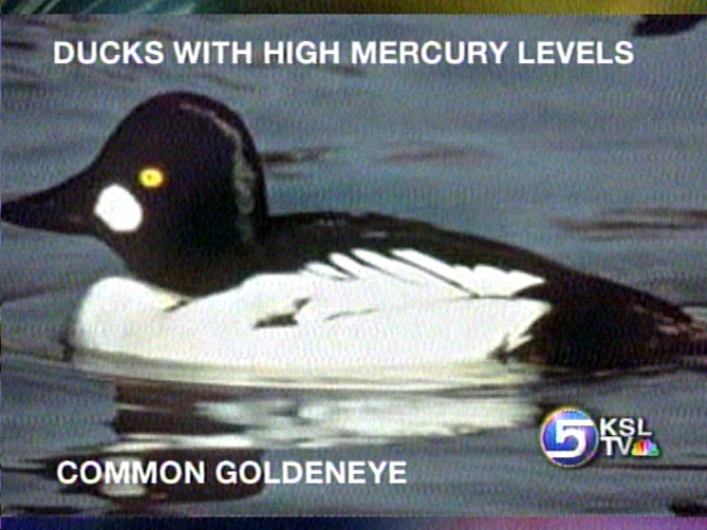 Two Duck Species Are Too Toxic to Eat