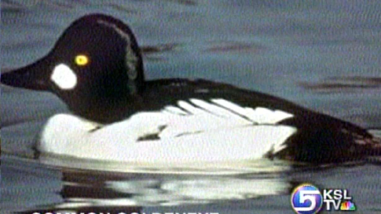 Two Duck Species Are Too Toxic to Eat