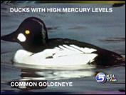 Duck Hunt Kicks Off With A Warning