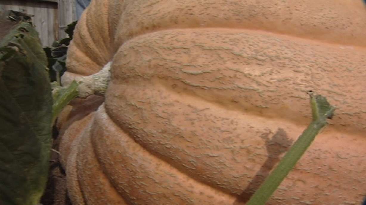 Kaysville Man Grows Giant Pumpkins