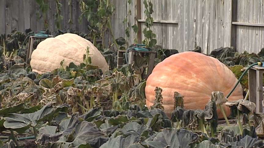 Kaysville Man Grows Giant Pumpkins