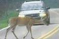 Deer a Serious Driving Hazard in the Fall