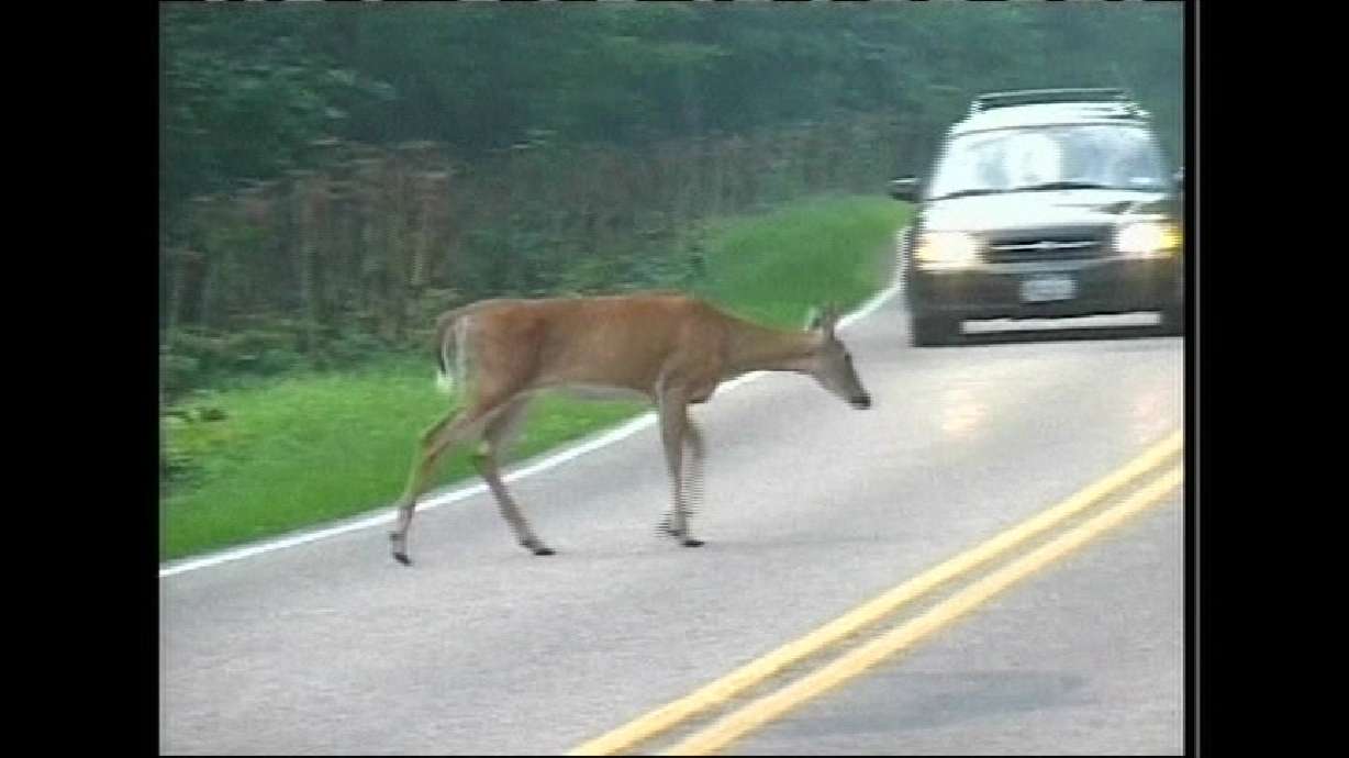 Colder Weather Means More Deer Crashes