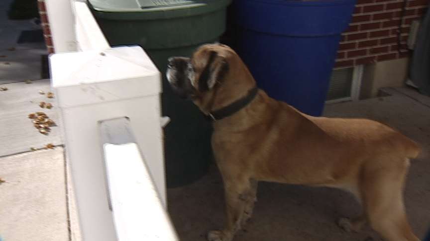 Dr. Scoopy Poo Takes the "Ewww" Out of Pet Ownership