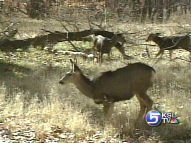 Hunters Gearing Up for Deer Hunt
