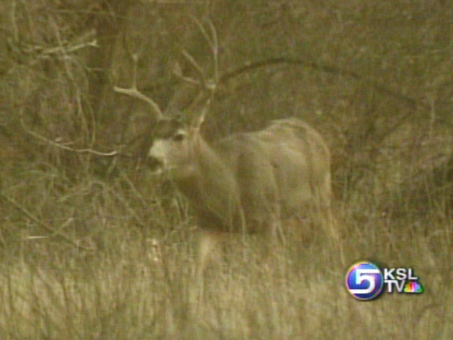 Deer Vs. Car Accidents on the Rise