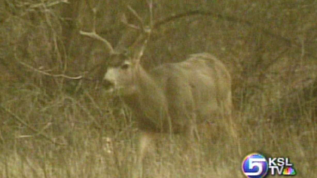 Big Game Animals Pose Danger to Drivers