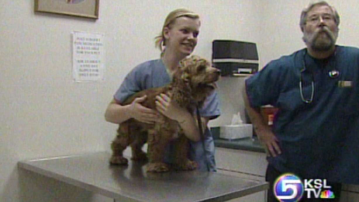 Utahns Need Not Worry About Dog Flu, Yet