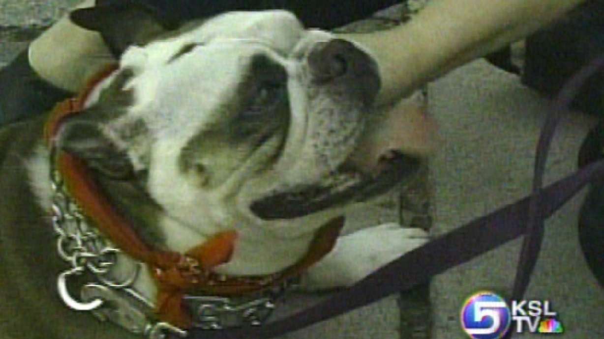 Study Recommends No Pet Dogs for Small Children