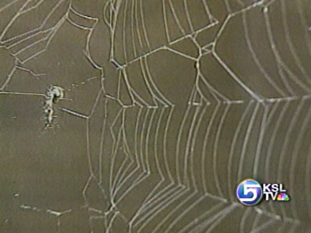 Scientists Working To Recreate Spider Silk