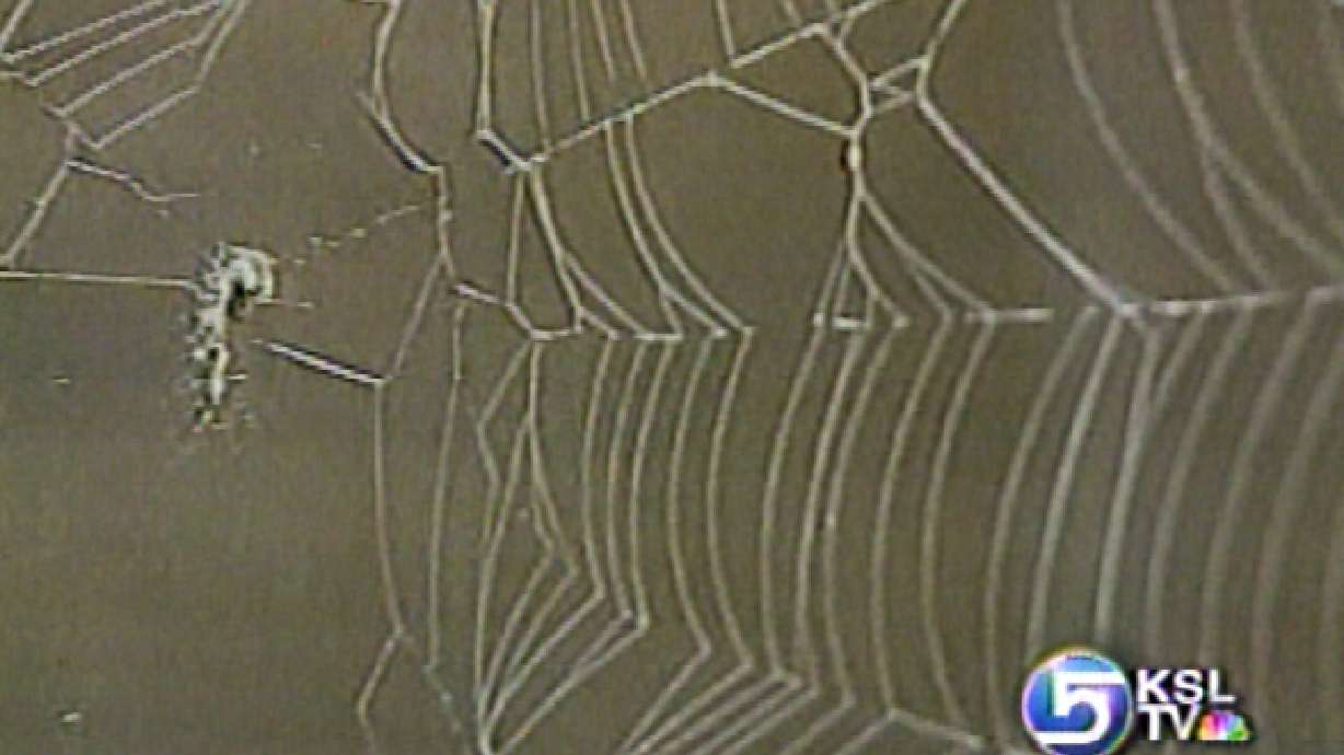Scientists Working To Recreate Spider Silk
