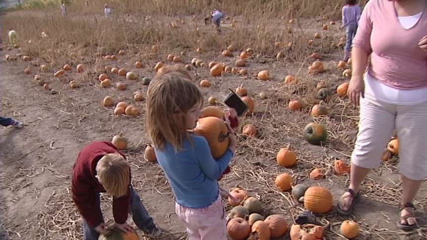 Smiles on Pumpkins and Kids' Faces as Halloween Approaches