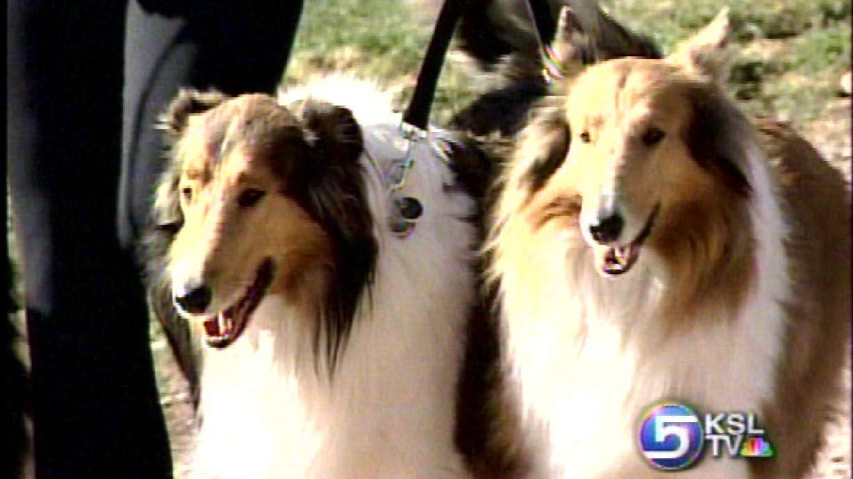 Closer Look: The Right Dog