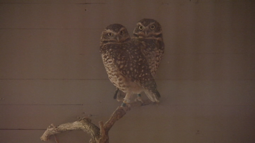 Tracy Aviary Prepares for Risk of Bird Flu