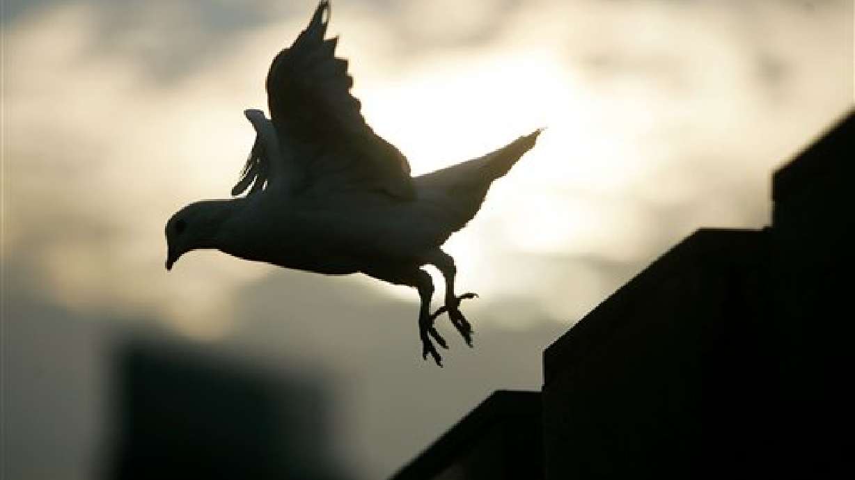 USU Scientists Testing Compound for Treatment of Bird Flu