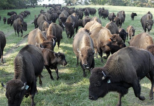 Utah auction of 200 bison nets state $300K