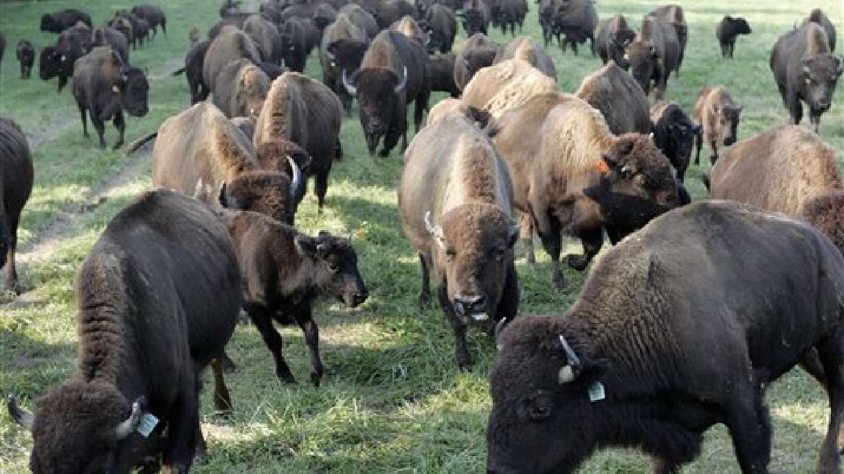 State approves more bison for Book Cliffs