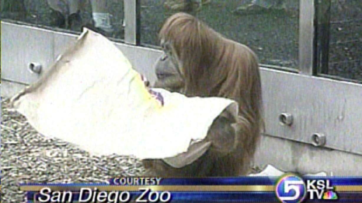 Orangutan Art Up for Auction