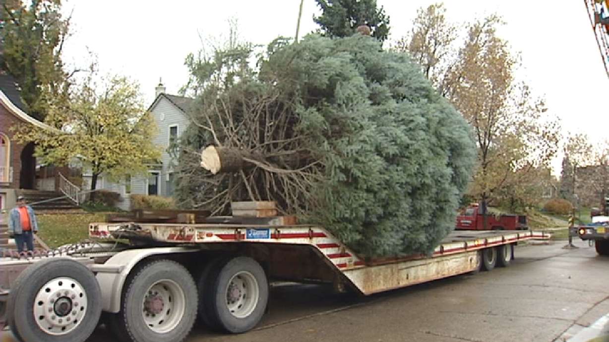 Gateway Christmas Tree Holds Special Meaning