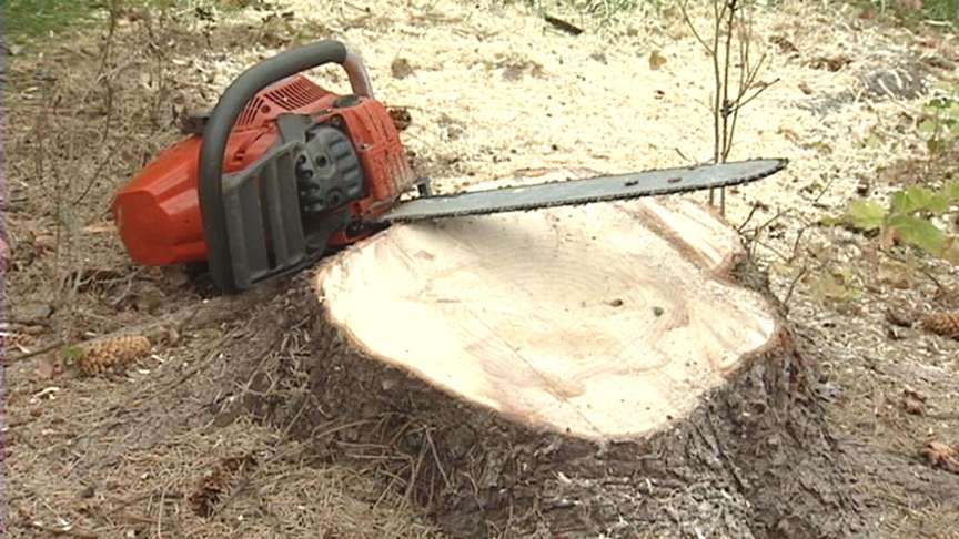 Gateway Christmas Tree Holds Special Meaning