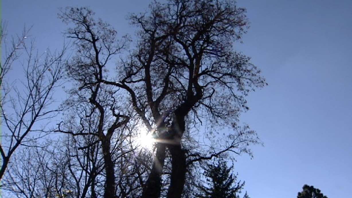 One of Salt Lake's Oldest Trees Cut Down