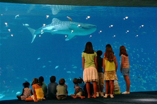 World's Largest Aquarium Opens in Atlanta