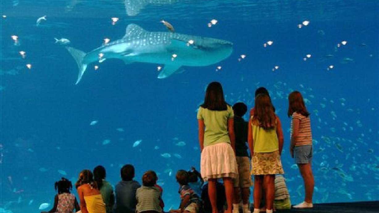 World's Largest Aquarium Opens in Atlanta