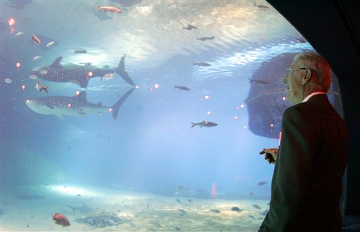 Home Dept co-founder and Georgia Aquarium benefactor Bernie Marcus watches one of two whale sharks swim in a large tank at the Georgia Aquarium in Atlanta, Thursday, Nov. 10, 2005. Marcus announced earlier that the aquarium will be a teaching veterinary hospital for the University of Georgia. (AP Photo/John Bazemore)