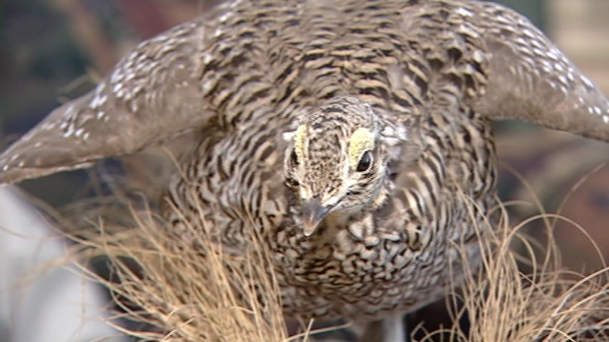 Group Wants Federal Protection for the Grouse