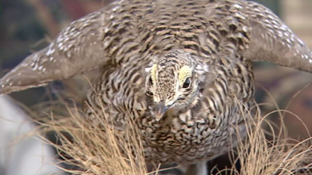 Group Wants Federal Protection for the Grouse
