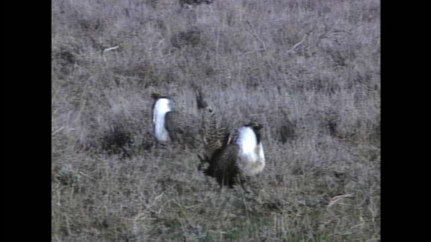 Group Wants Federal Protection for the Grouse