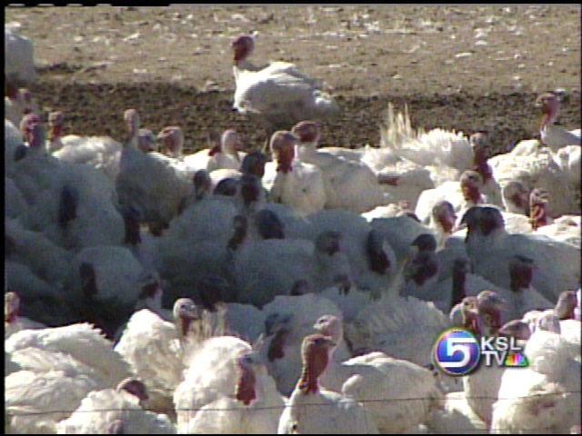 Turkey Industry is Big Business in Utah