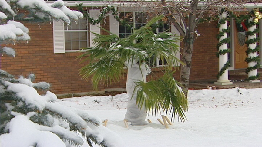 Bountiful Yard Sporting Palm Trees