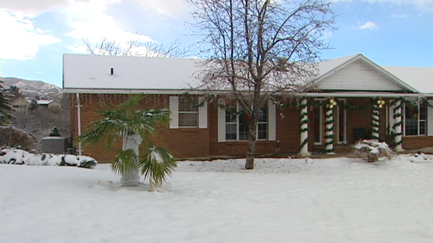 Bountiful Yard Sporting Palm Trees