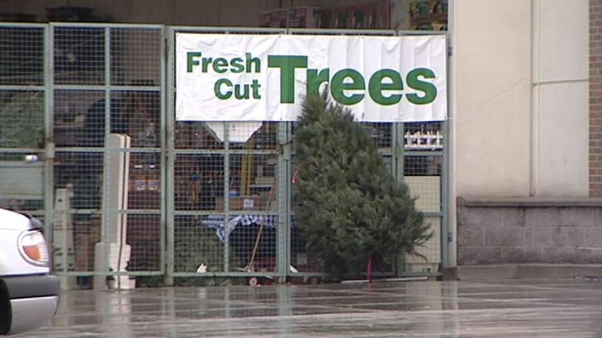 'Holiday Trees' vs. 'Christmas Trees'