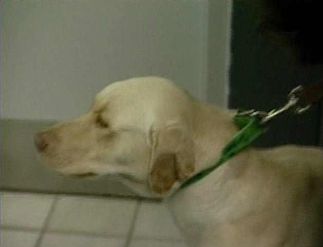 Dog Found 700 Miles From Home